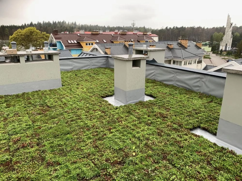 kamienica-pod-lipami-trawa